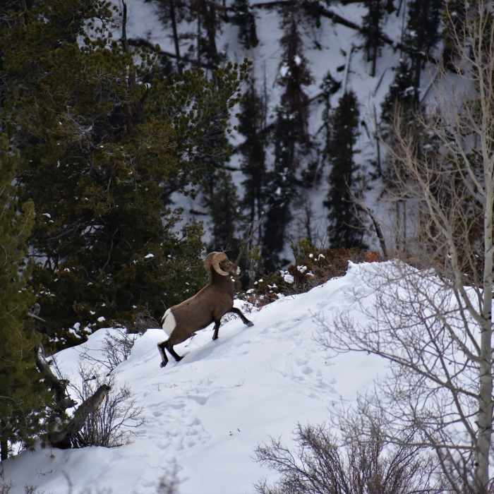 Near New Twin Peaks Trail