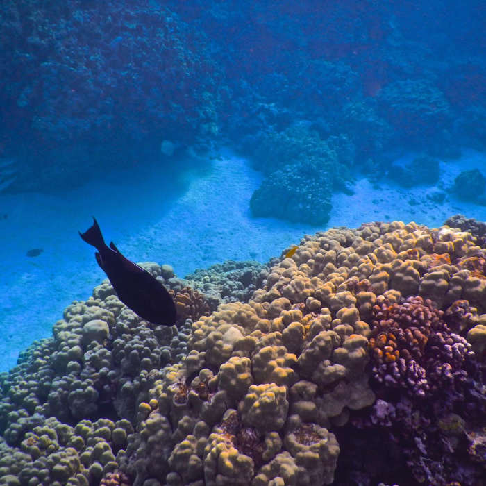 Near City of Arches on Honaunau Bay