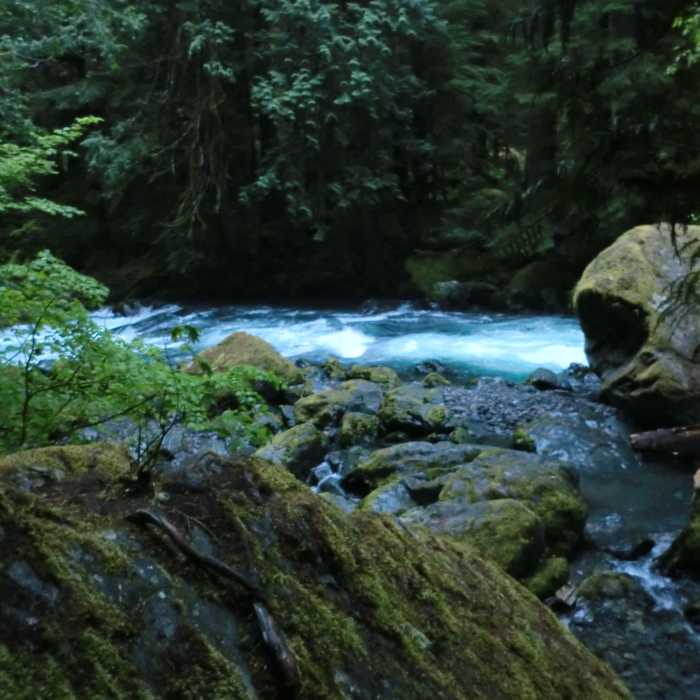 Near Duckabush River Trail #803