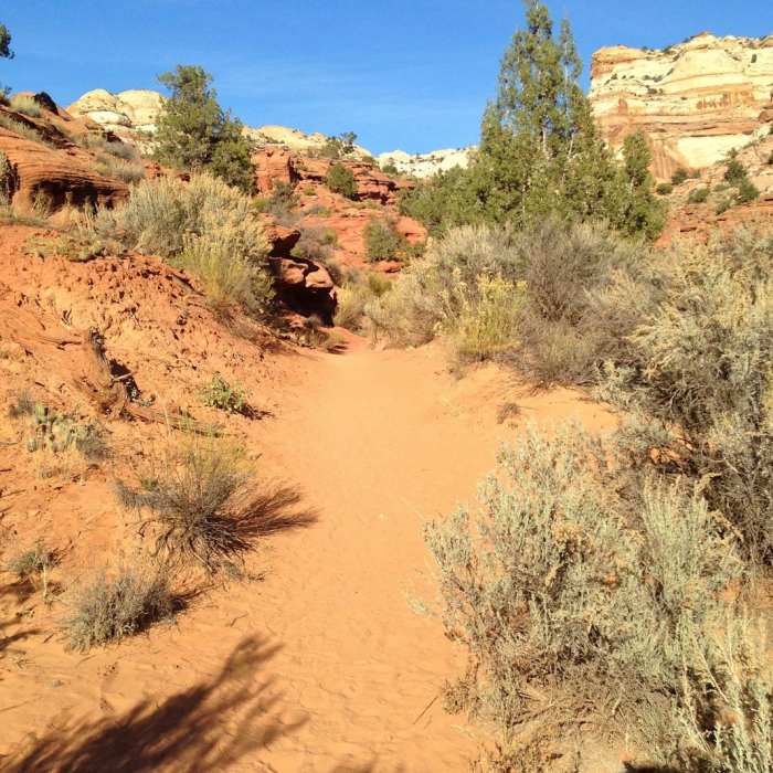 Near Lower Calf Creek Falls