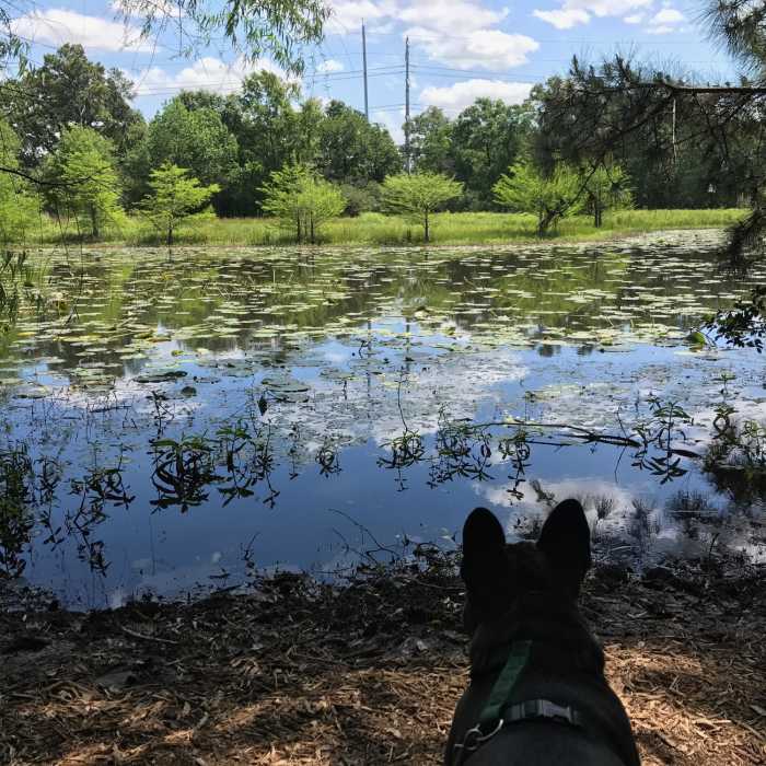 The arboretum has lovely views and is flat enough for a lazy Frenchie to go on his walk. Near Houston Arboretum Walking Loop