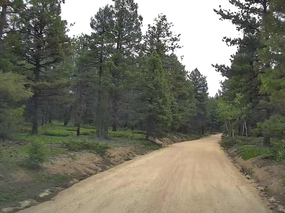 Forest Road 507 photo 3