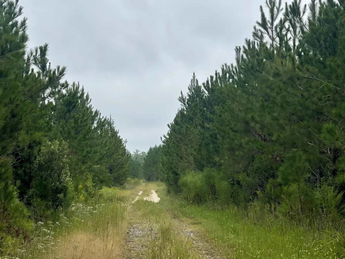 The Pines  photo 2