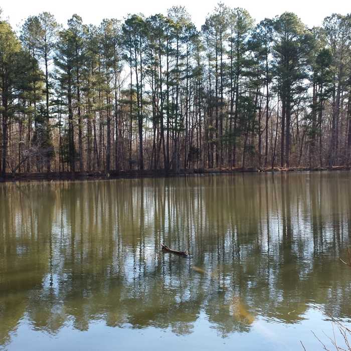 View of the pond from Sowell Trail. Near Sowell Trail