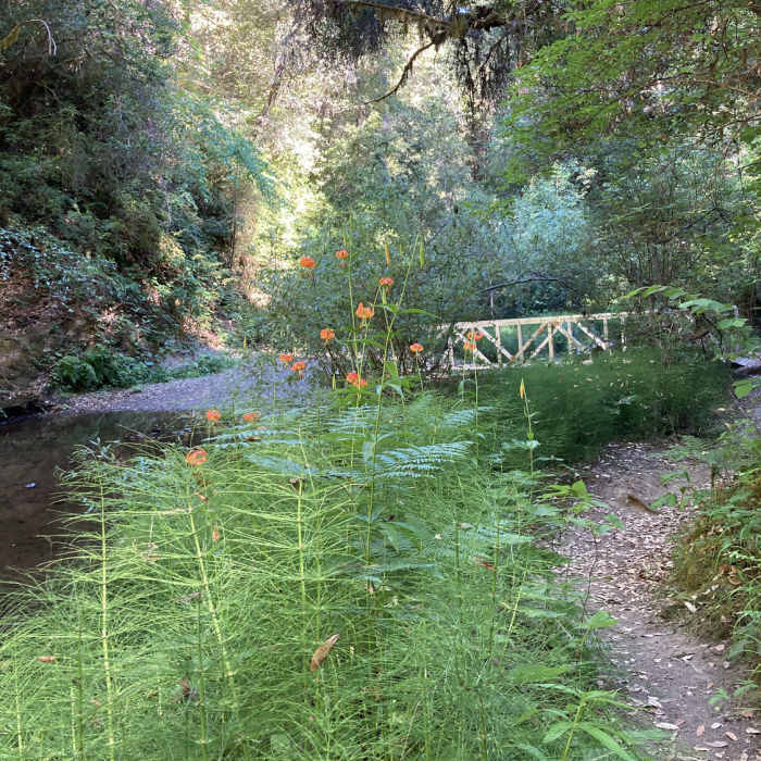Near Portola Redwoods Five Mile Loop