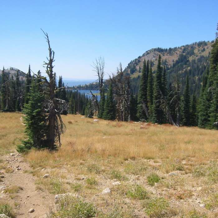 Near Buckhorn Trail #96