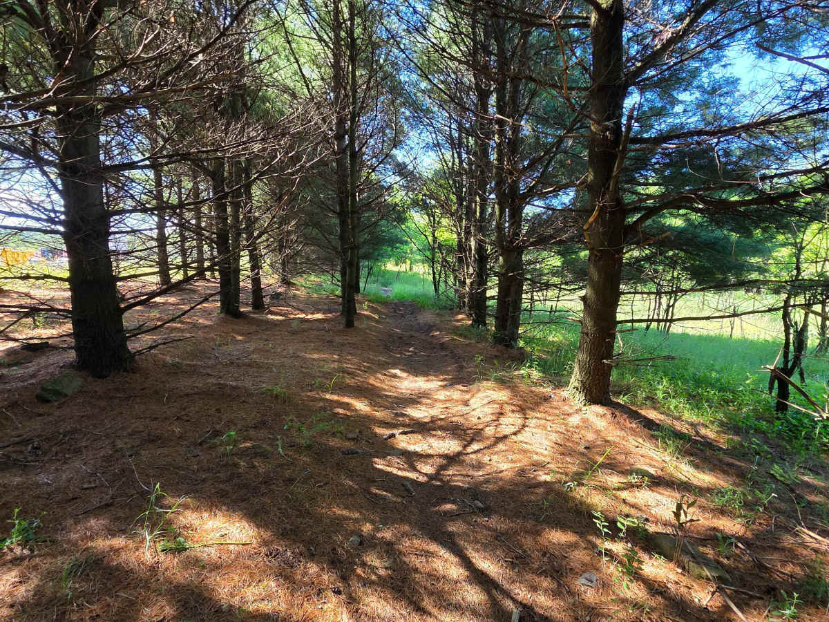 Single Track P trail photo