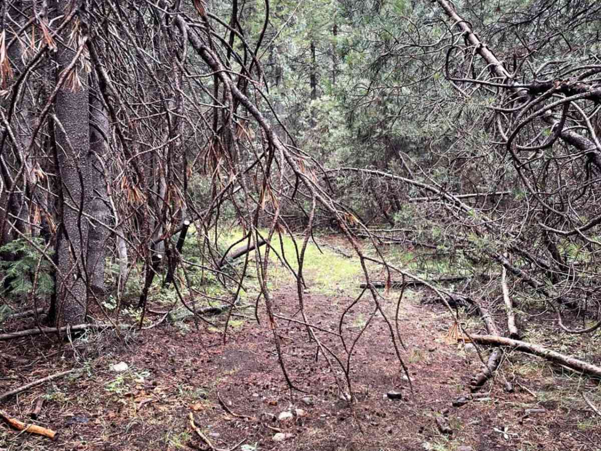 Pine Tunnel photo 6