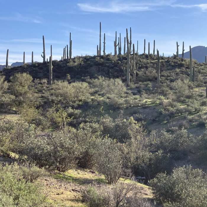 Near Wildflower Ridge Loop