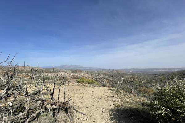 Up & Out Of Oak Patch Wash