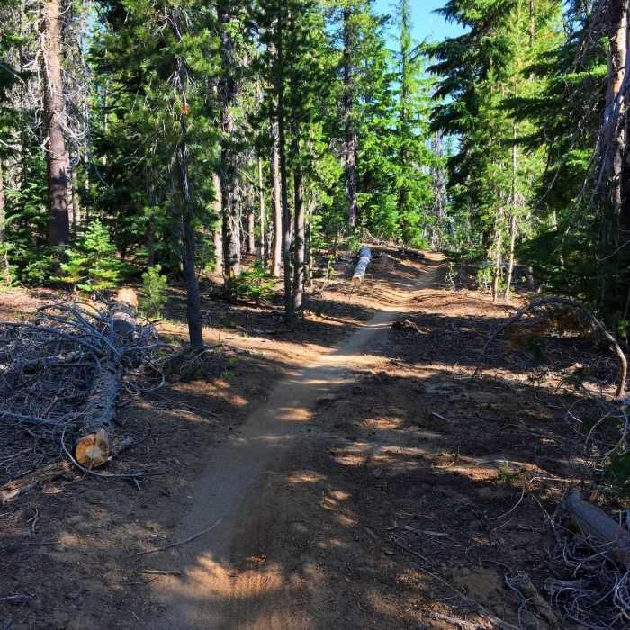 Nice singletrack through the trees. Near Swampy Lakes Loop