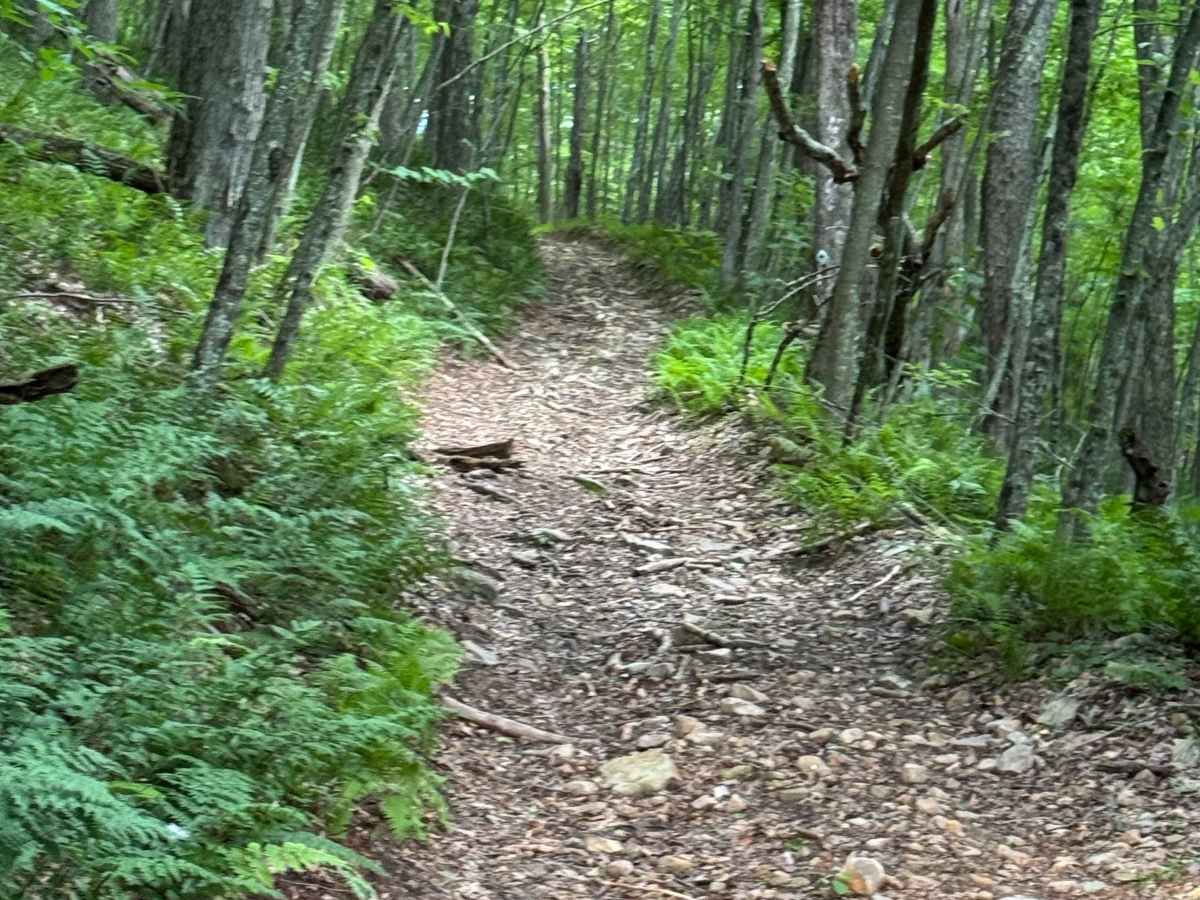 Jack Martin Trail photo 5