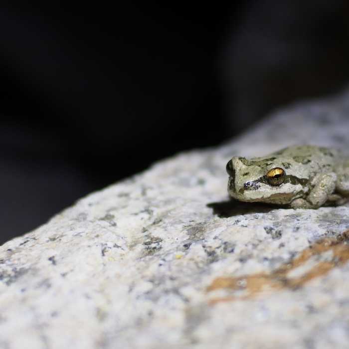 Near Leavitt Meadows to Long Lakes Out-and-Back