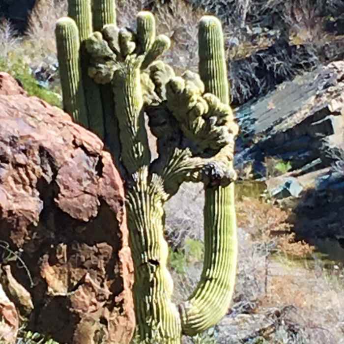 Near Cave Creek Trail #4