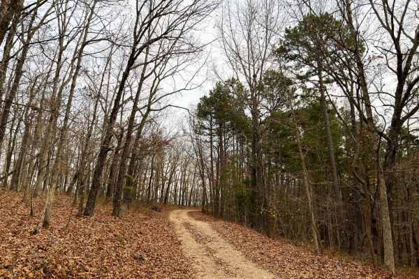 Mary Cole Ridge