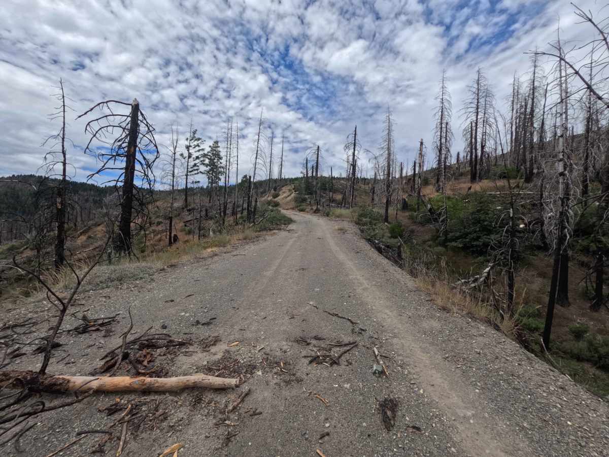 Cedar Ridge - FS 20N24 trail photo