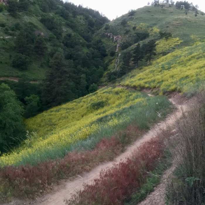 Looking back down the trail, and up the ravine. Near Far East / Founders Valley Loop