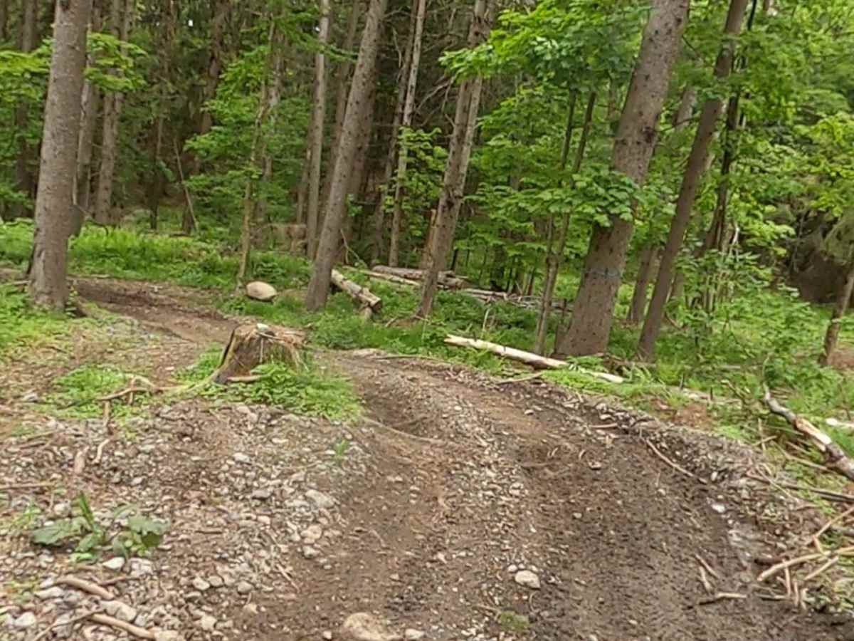 Lewis County Area A - Blue Trail photo 3