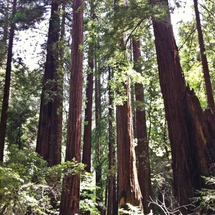 Near Redwood Creek Trail