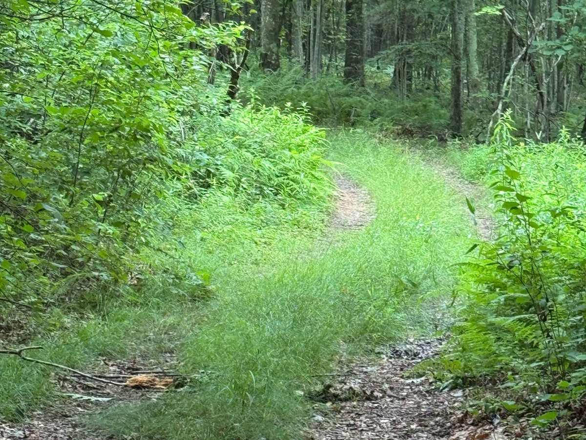Trail 6 photo 6