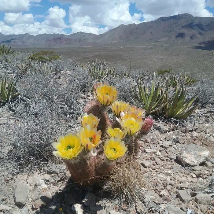 Texas Rainbow cactus in bloom and view of the Franklin Mountains Near Tour de Lost Dog