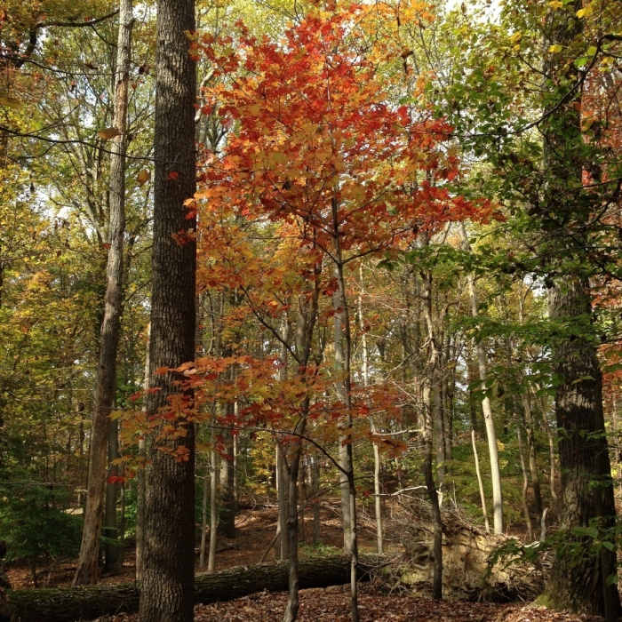 Near Yellow Trail (Saddleback Horse Trail)