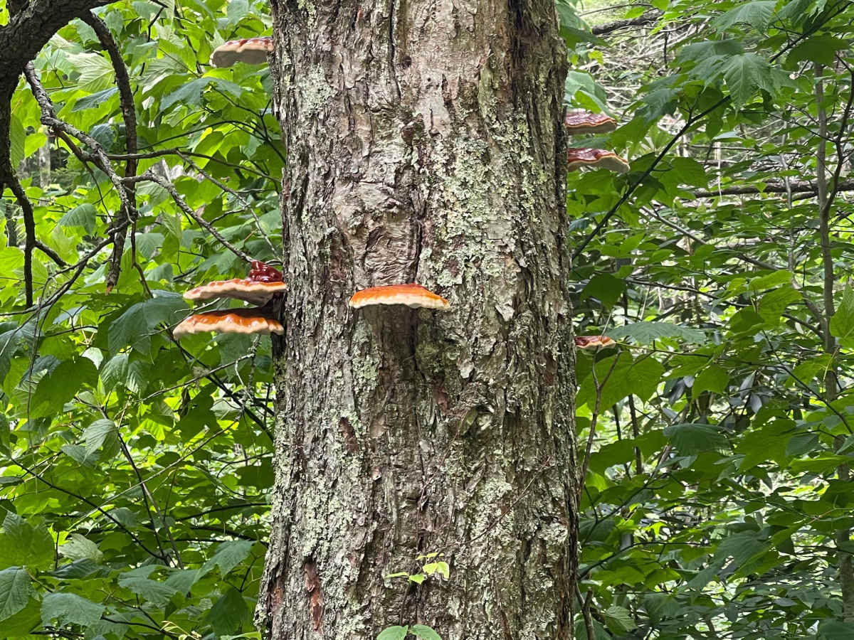 Flat Top  photo 2