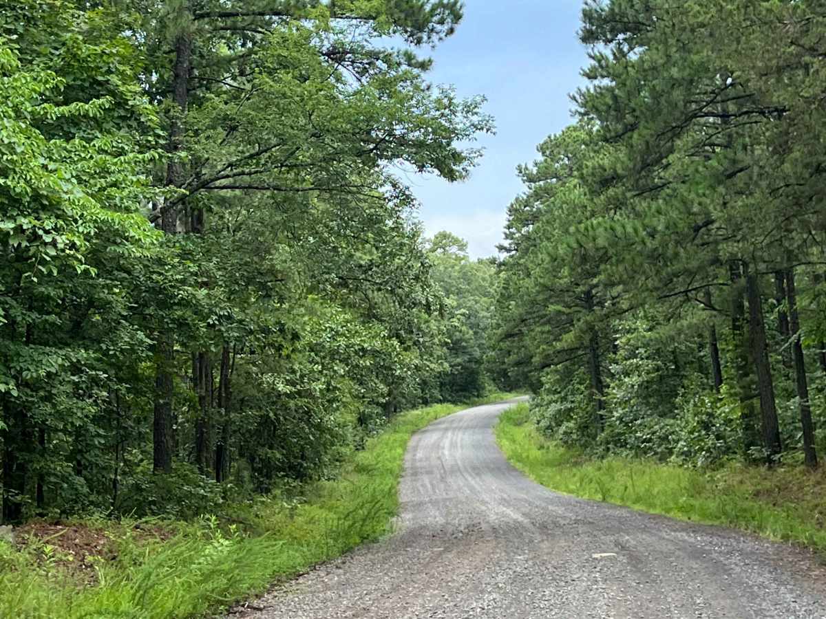 Foresty Road photo 6