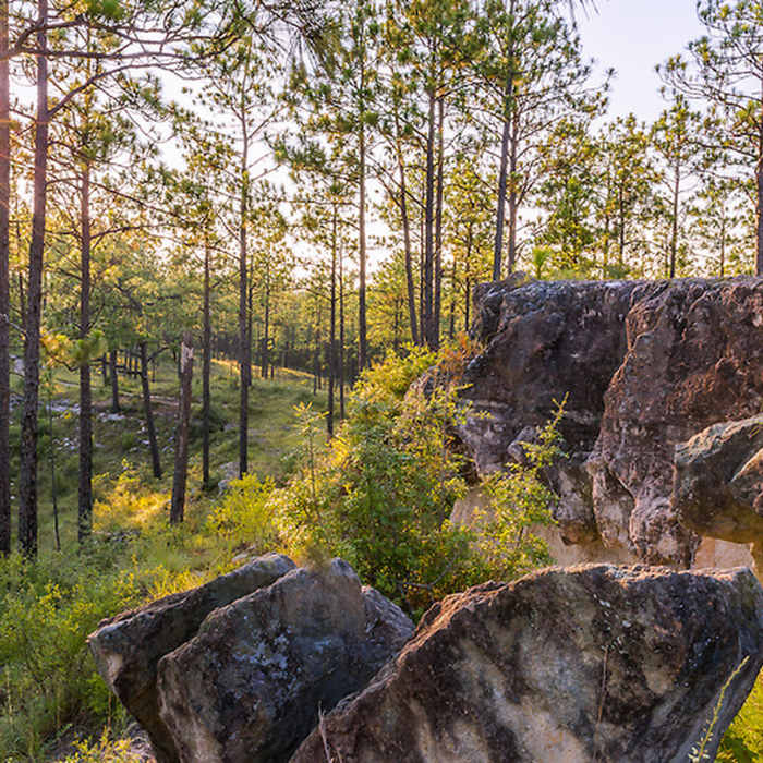 Experience a beautiful Kisatchie vista from the Longleaf Vista Interpretive Trail. Near Longleaf Vista Interpretive Trail