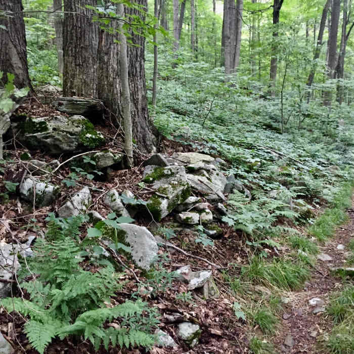 Near Sawmill Trail