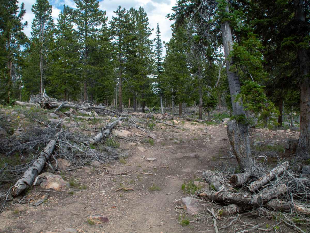 Spring Canyon 1 - FS 80935 photo 3