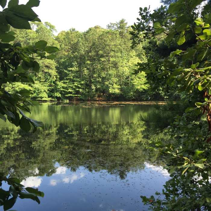Sibley Pond in the Sope Creek loop quietly reflects the surrounding woods. Near Columns Drive to Sope Creek Figure 8