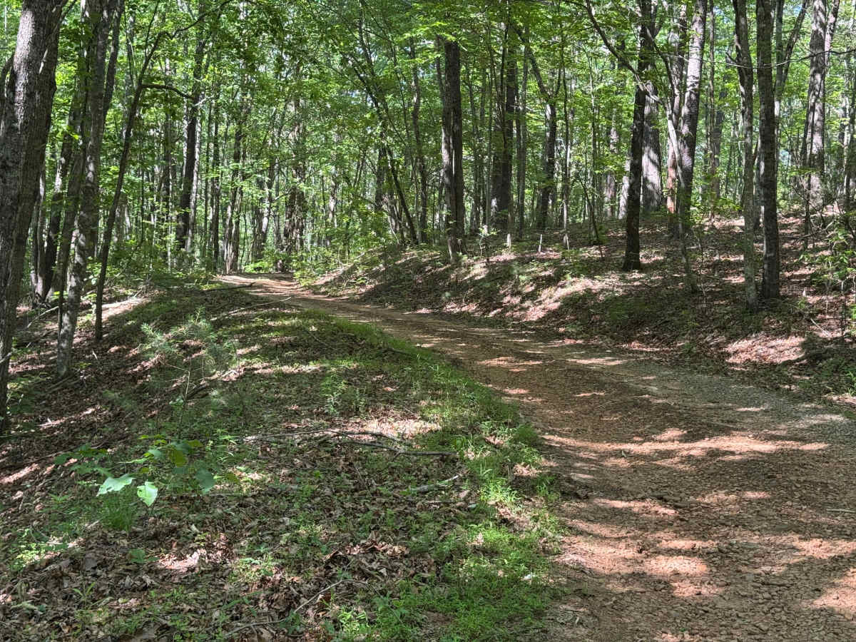East Cane Creek - FS 243 photo 2