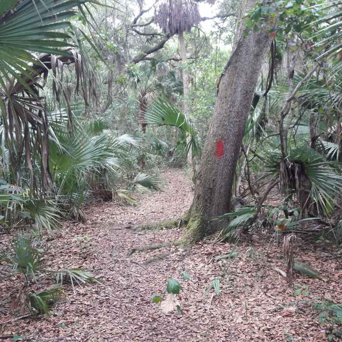 Near Red Loop