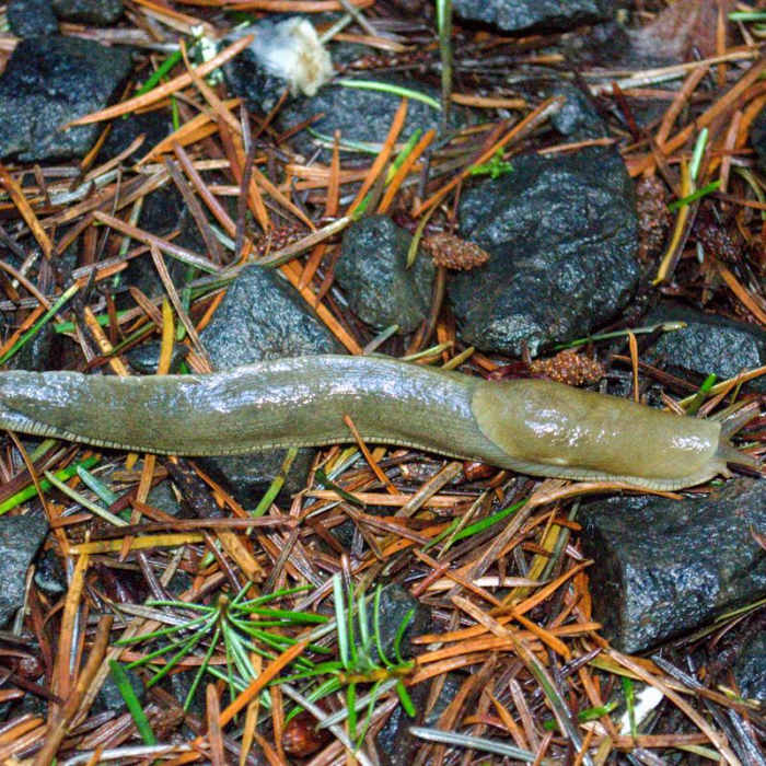 Near Beazell Memorial Forest