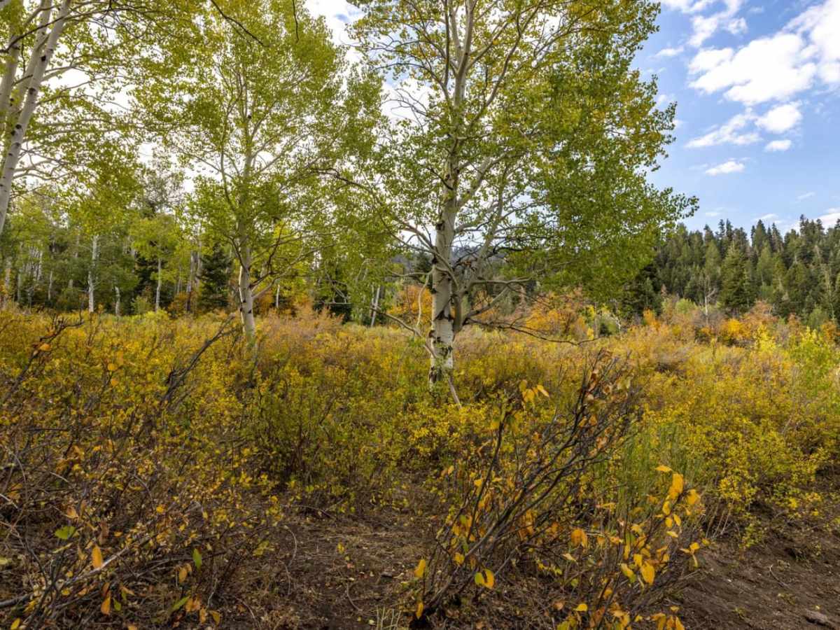 Water Hollow Trail photo 5