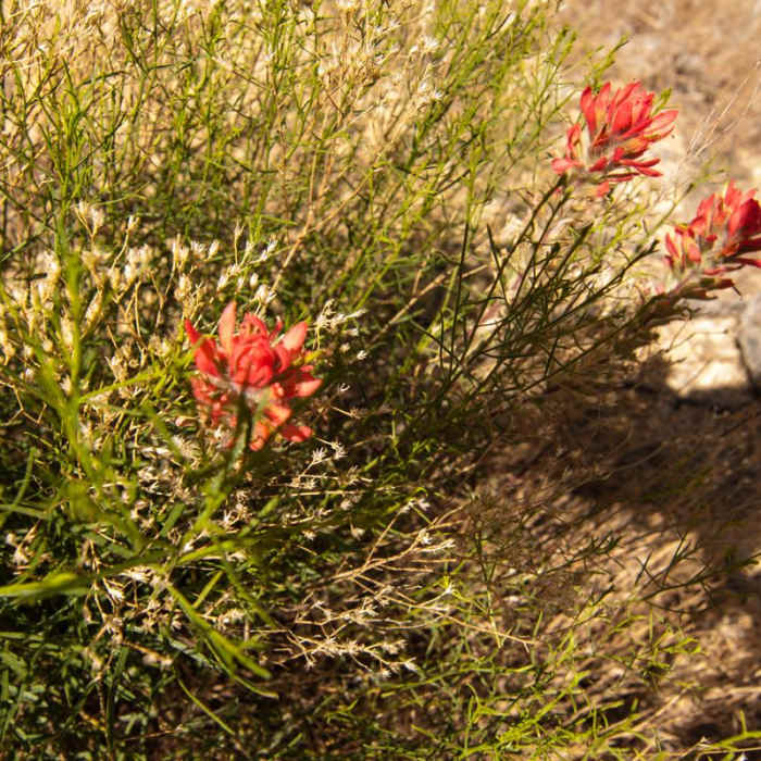 Near The Honeycombs Near The Honeycombs