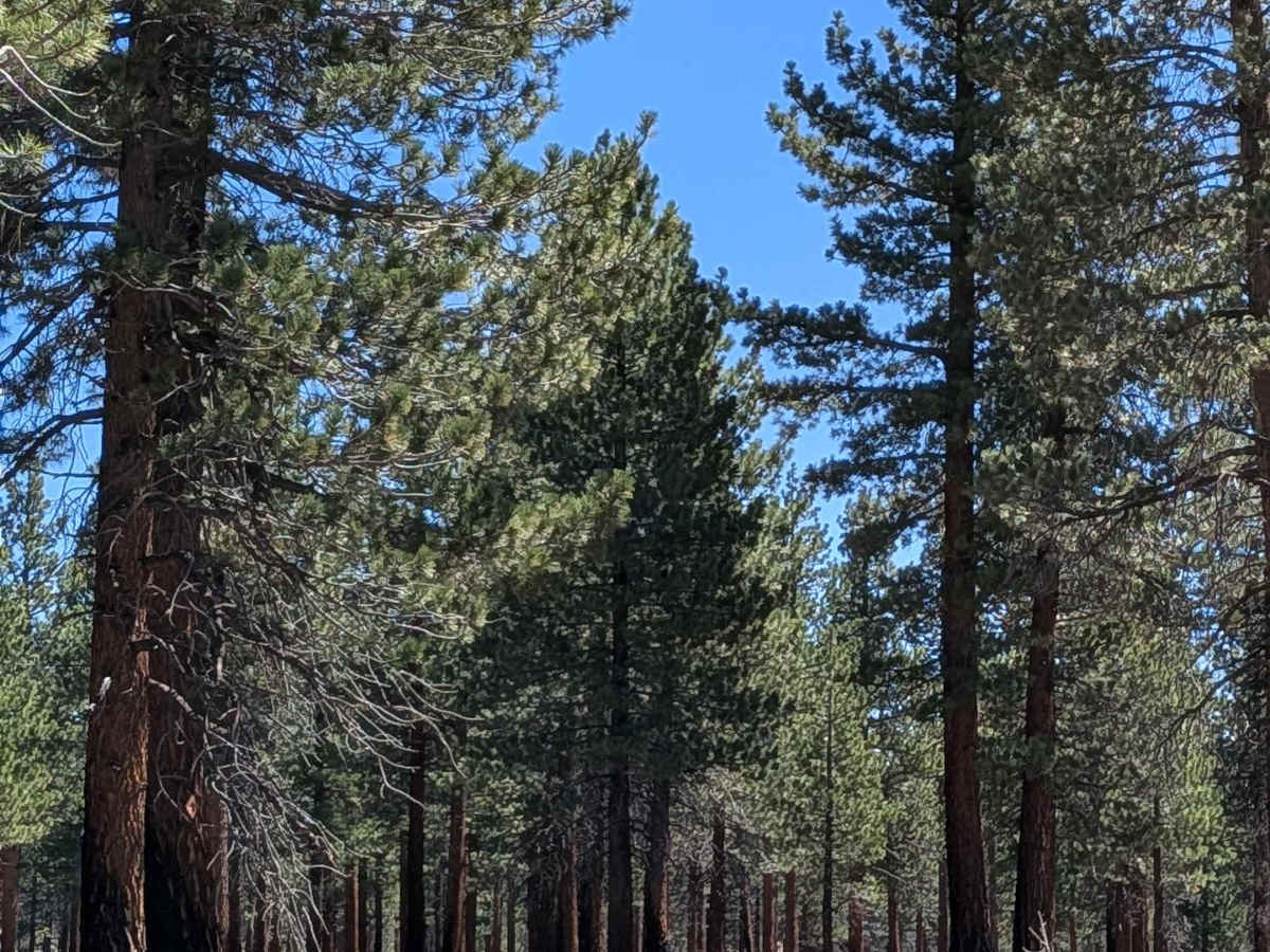Forest Service Road 2S40 photo 2