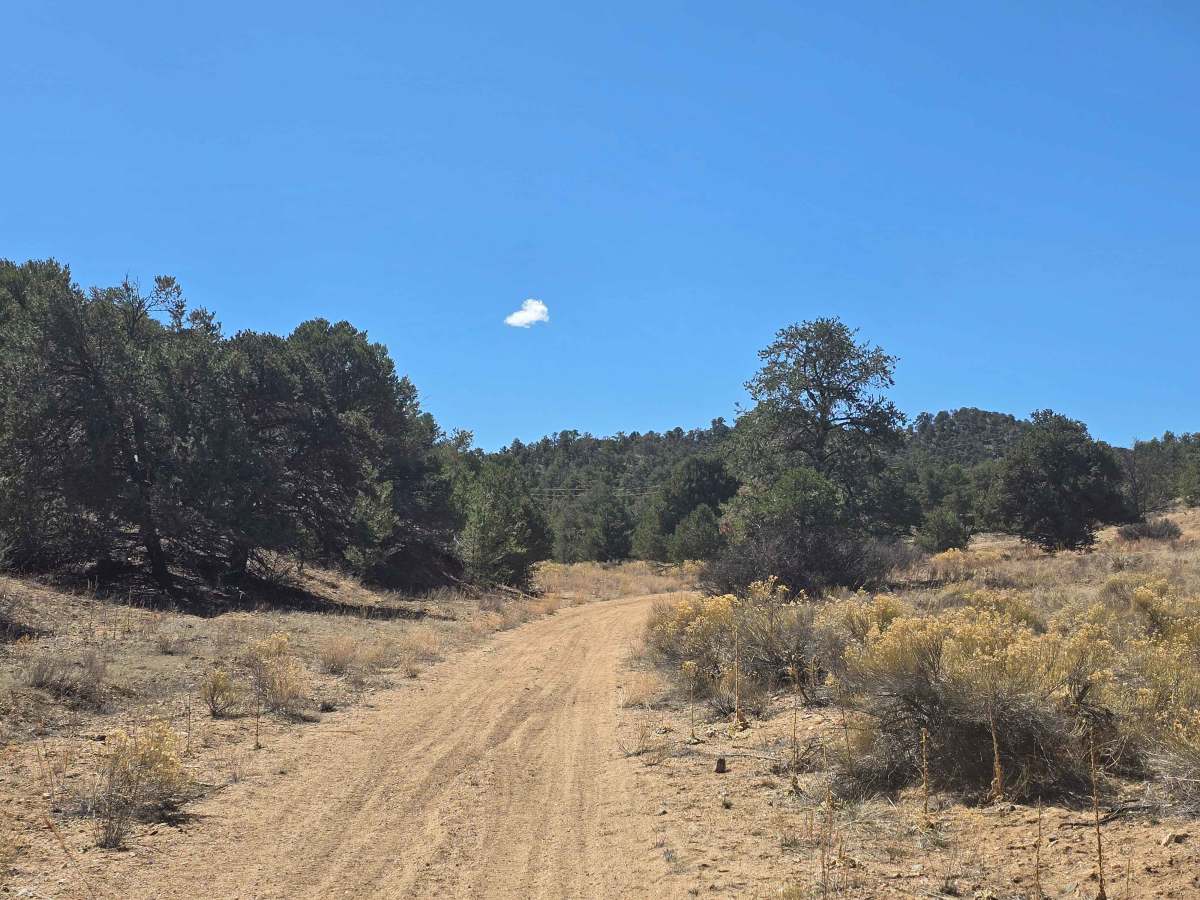 South Fern Leaf Gulch Road - BLM 6140 photo 5