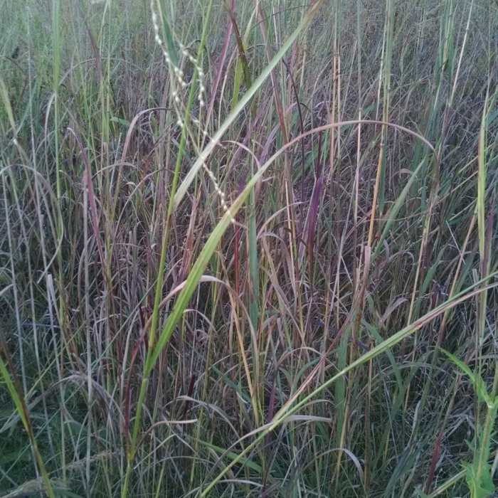 Near North Riverside Natural Area Loop