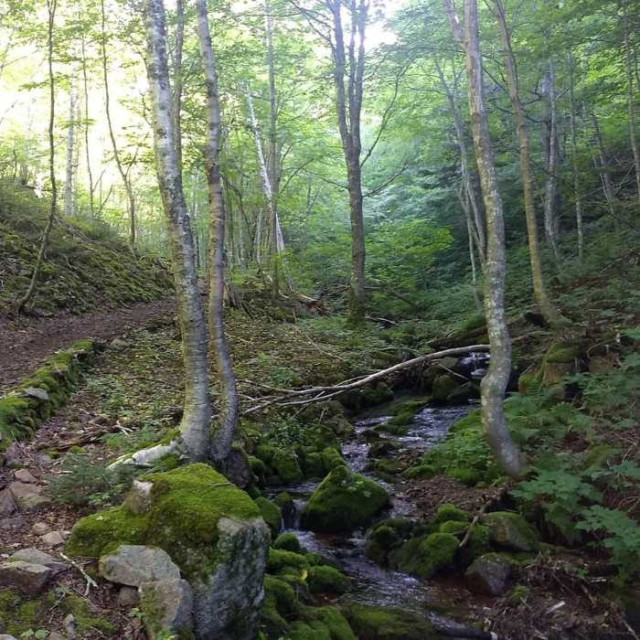 Near Acadian Trail