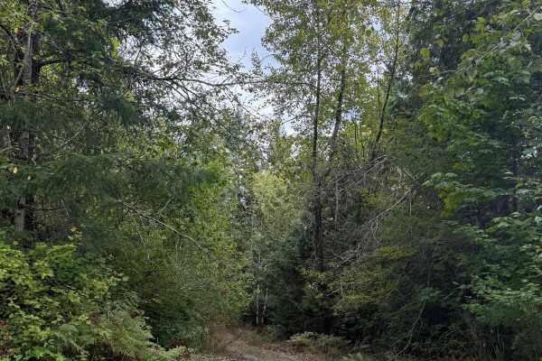 Forest Overgrowth Trail