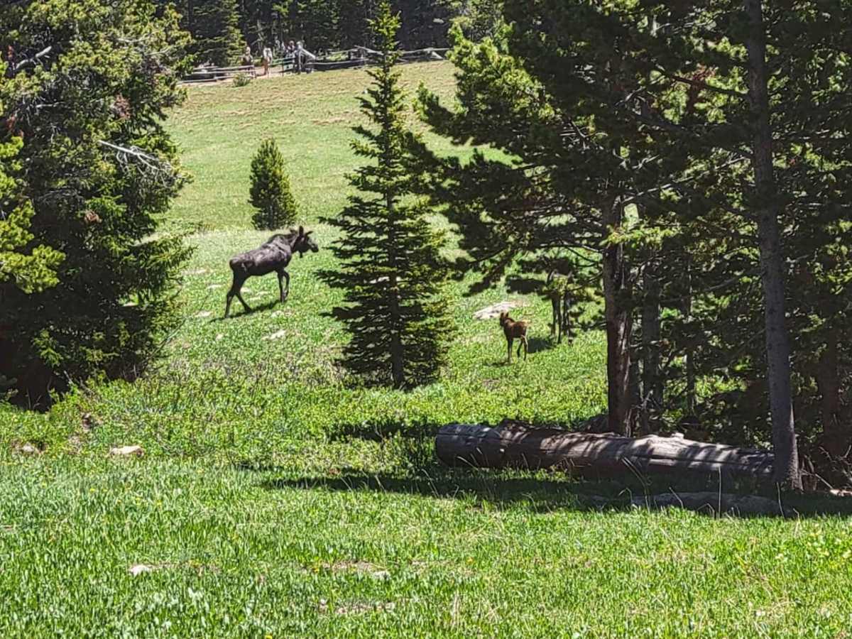 Bald Mountain photo 5