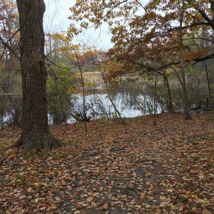 Near Oakwoods Nature Trail