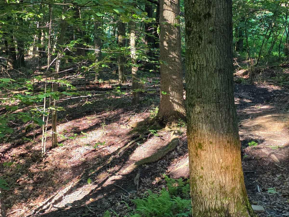 Single Track C4 photo 6