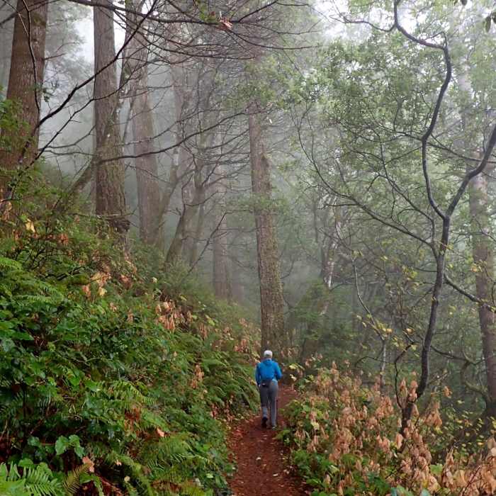 Near Humbug Mountain Trail