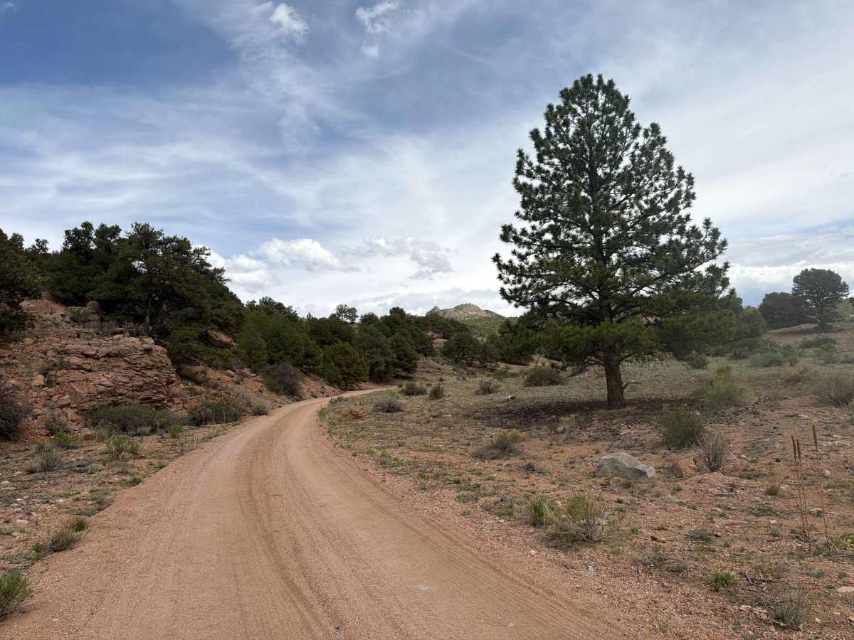 BLM 6161 photo 4