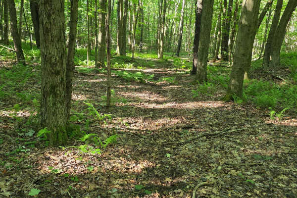 Single Track C6