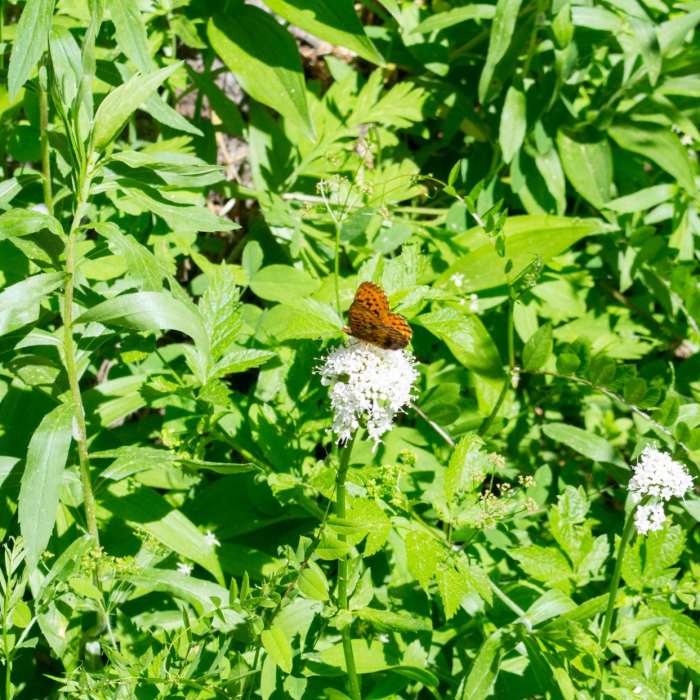 Near Horsepasture Mountain Trail