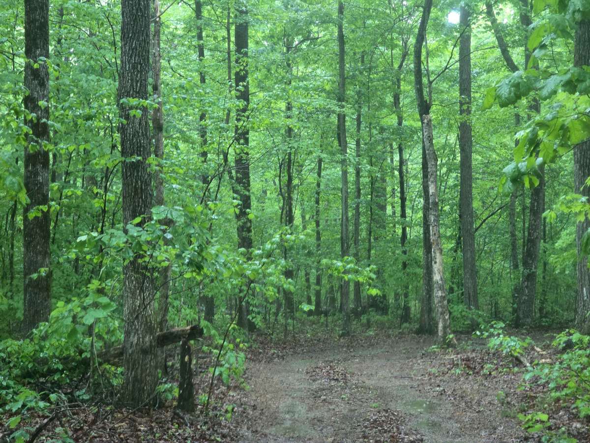 Trail 50 photo 5